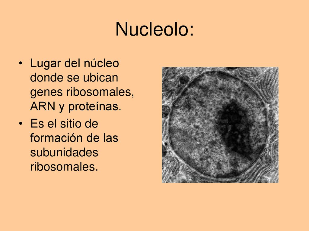 Nucleolo: Lugar del núcleo donde se ubican genes ribosomales, ARN y proteínas.