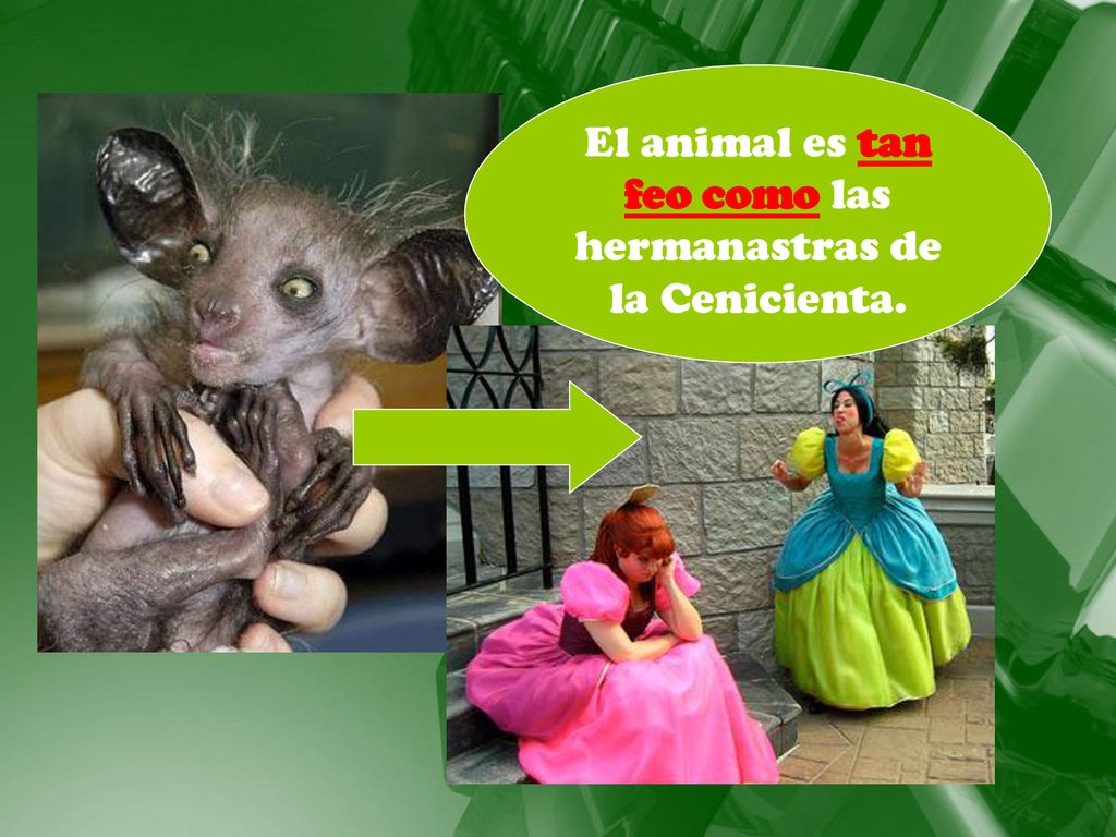 El animal es tan feo como las hermanastras de la Cenicienta.