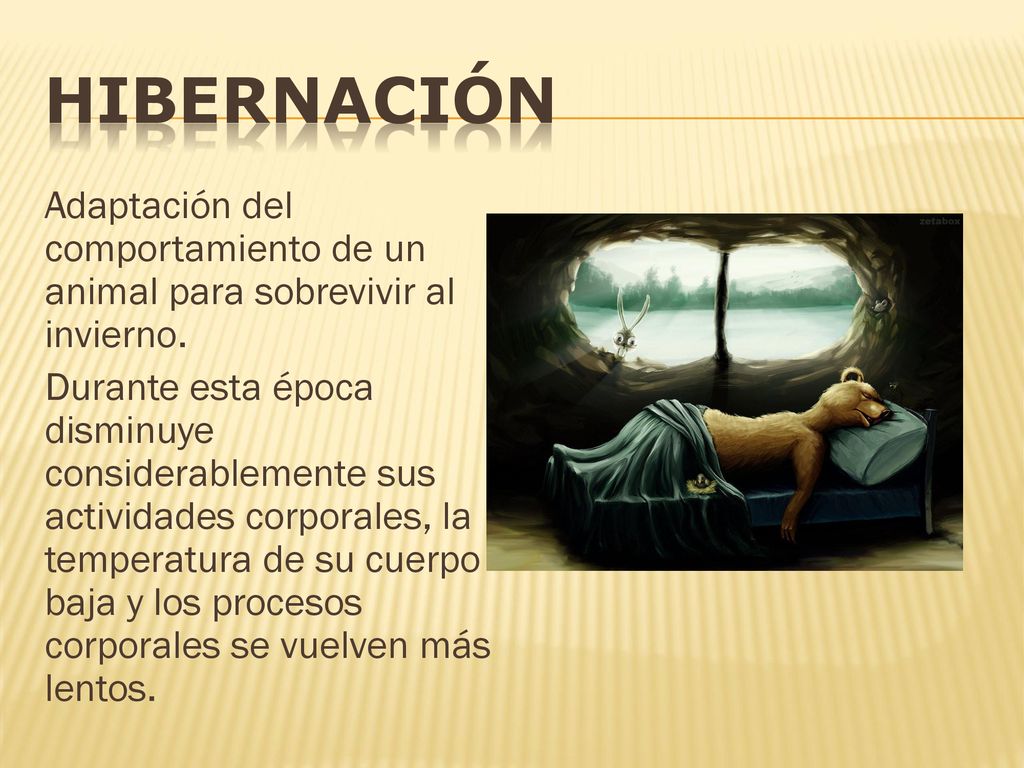 HIBERNACIÓN Adaptación del comportamiento de un animal para sobrevivir al invierno.