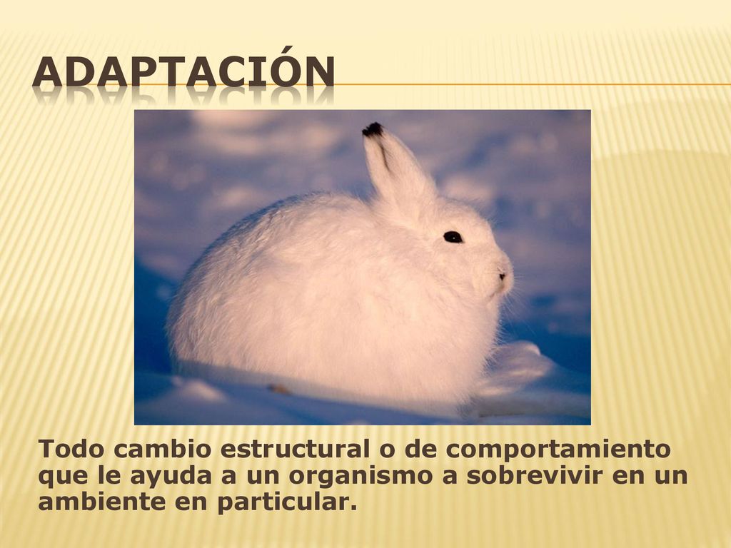 ADAPTACIÓN Todo cambio estructural o de comportamiento que le ayuda a un organismo a sobrevivir en un ambiente en particular.