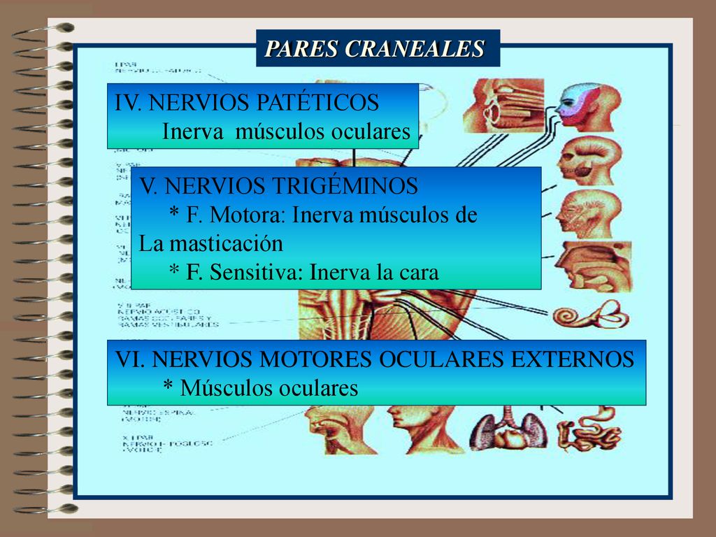 PARES CRANEALES IV. NERVIOS PATÉTICOS. Inerva músculos oculares. V. NERVIOS TRIGÉMINOS. * F. Motora: Inerva músculos de.