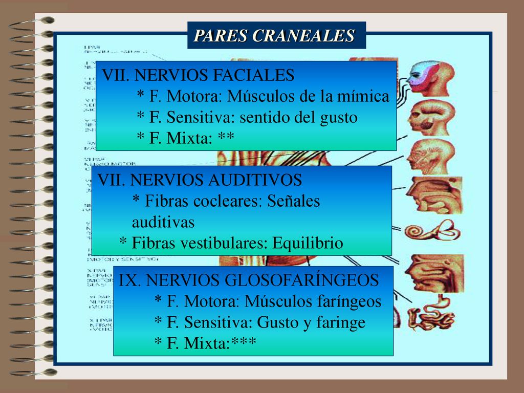 PARES CRANEALES VII. NERVIOS FACIALES. * F. Motora: Músculos de la mímica. * F. Sensitiva: sentido del gusto.