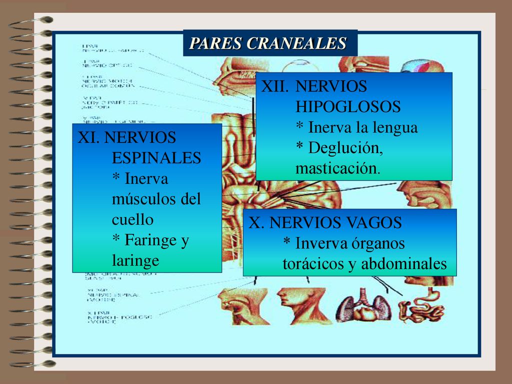 PARES CRANEALES NERVIOS HIPOGLOSOS. * Inerva la lengua. * Deglución, masticación. XI. NERVIOS ESPINALES.