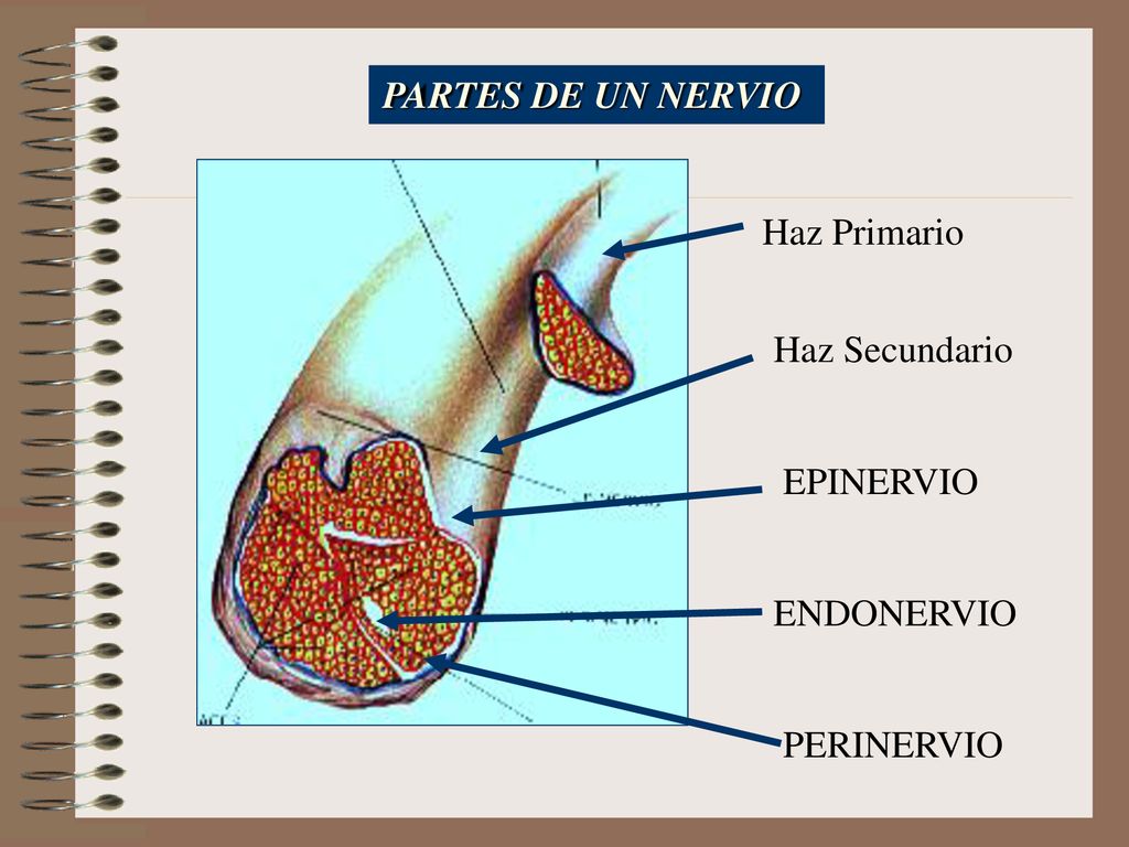 PARTES DE UN NERVIO Haz Primario Haz Secundario EPINERVIO ENDONERVIO PERINERVIO
