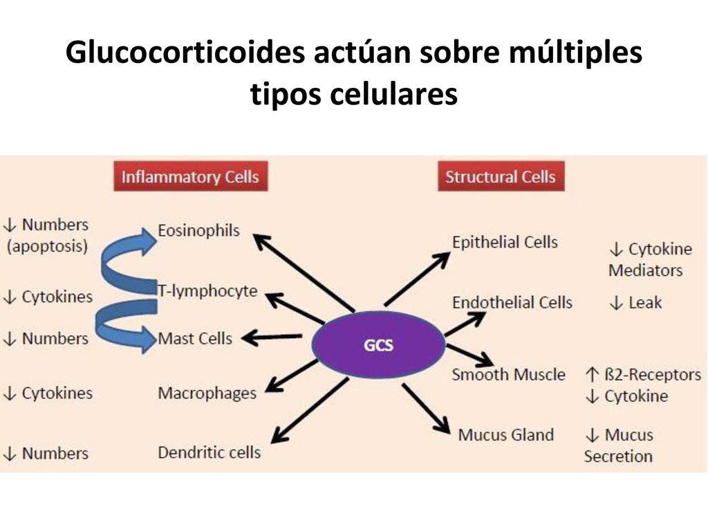 Glucocorticoides actúan sobre múltiples tipos celulares