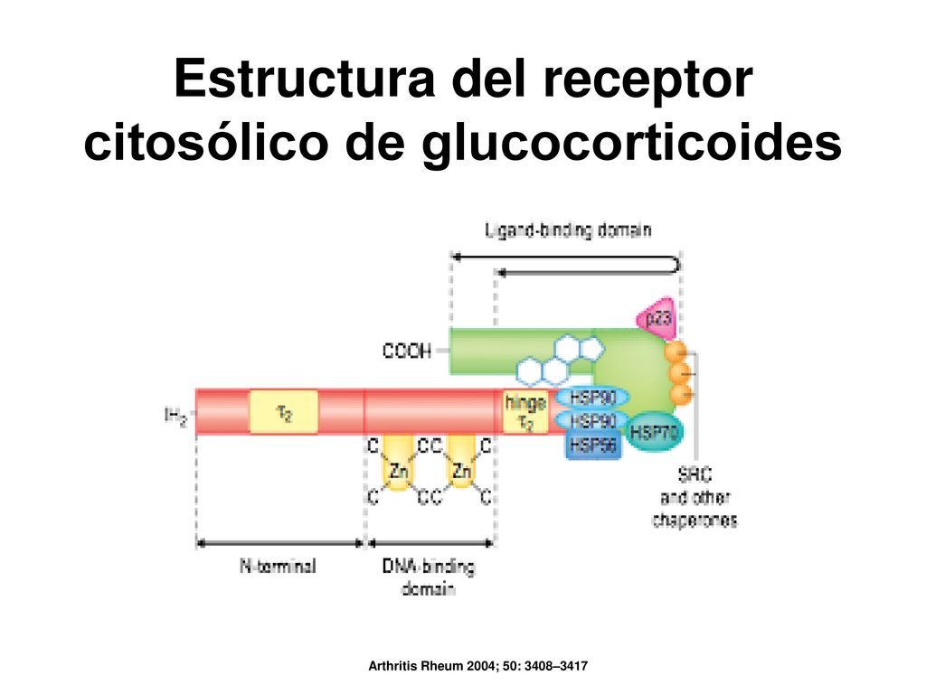 Estructura del receptor citosólico de glucocorticoides