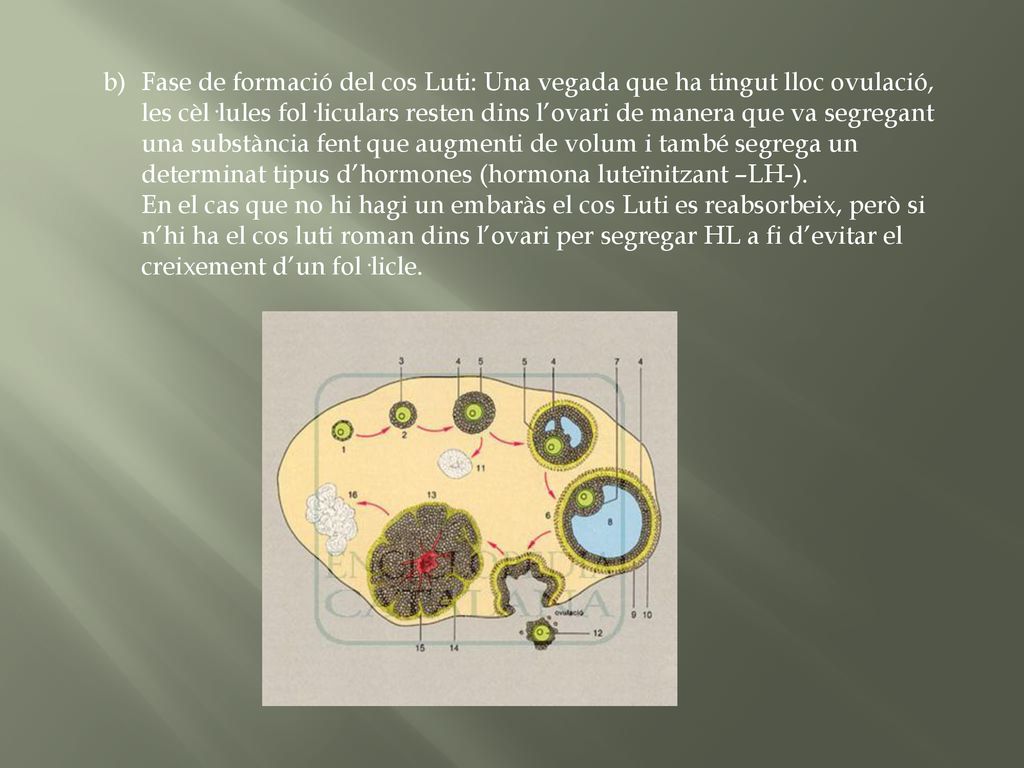 Fase de formació del cos Luti: Una vegada que ha tingut lloc ovulació, les cèl·lules fol·liculars resten dins l’ovari de manera que va segregant una substància fent que augmenti de volum i també segrega un determinat tipus d’hormones (hormona luteïnitzant –LH-).