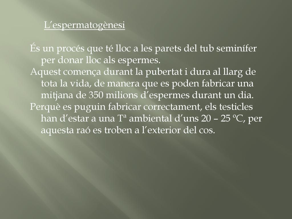 L’espermatogènesi És un procés que té lloc a les parets del tub seminífer per donar lloc als espermes.