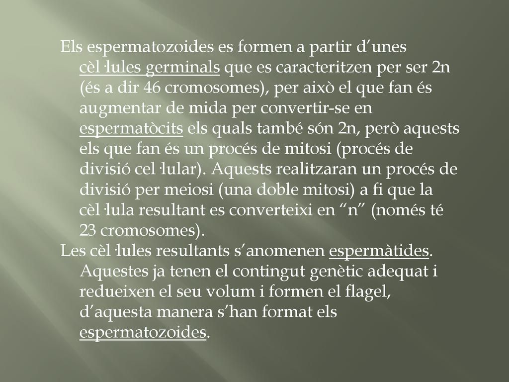 Els espermatozoides es formen a partir d’unes cèl·lules germinals que es caracteritzen per ser 2n (és a dir 46 cromosomes), per això el que fan és augmentar de mida per convertir-se en espermatòcits els quals també són 2n, però aquests els que fan és un procés de mitosi (procés de divisió cel·lular). Aquests realitzaran un procés de divisió per meiosi (una doble mitosi) a fi que la cèl·lula resultant es converteixi en n (només té 23 cromosomes).