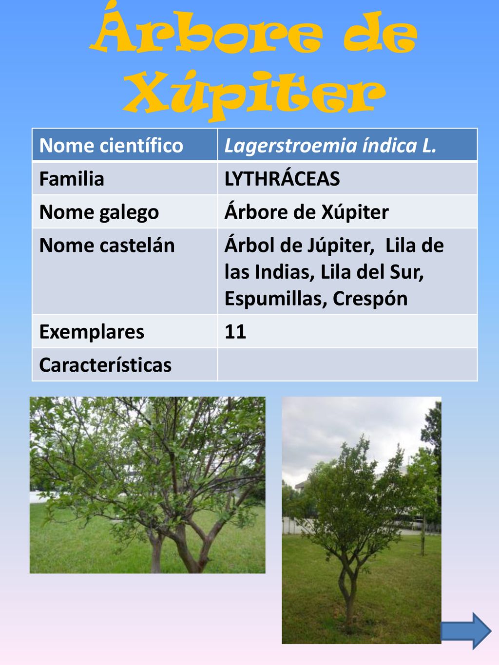 Árbore de Xúpiter Nome científico Lagerstroemia índica L. Familia