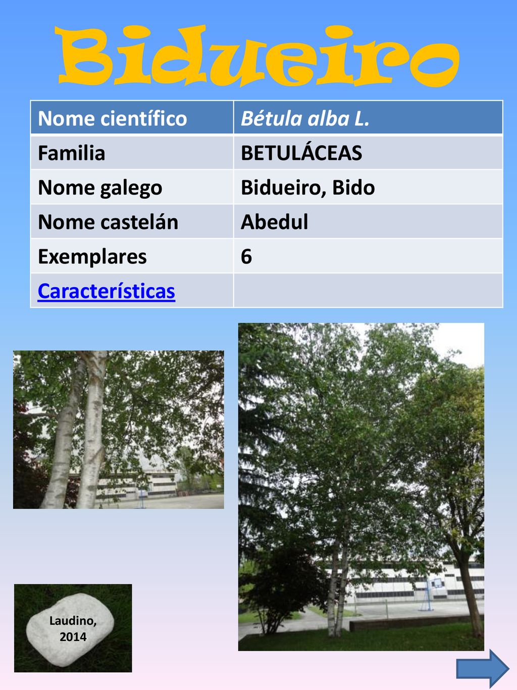 Bidueiro Nome científico Bétula alba L. Familia BETULÁCEAS Nome galego