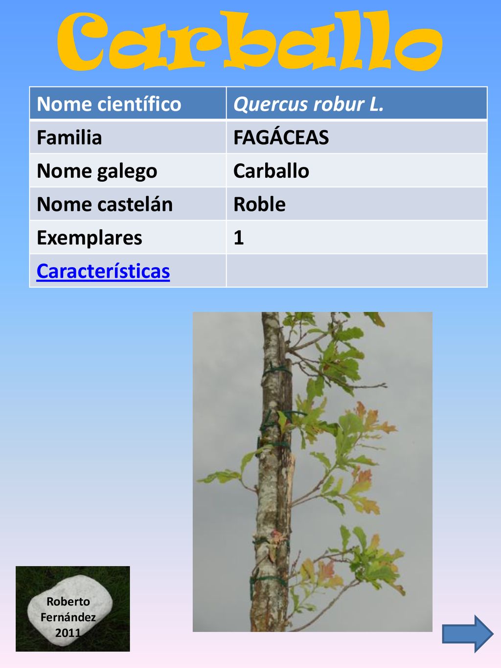 Carballo Nome científico Quercus robur L. Familia FAGÁCEAS Nome galego
