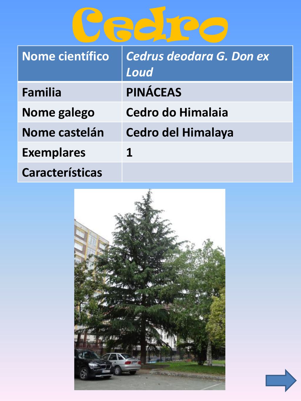 Cedro Nome científico Cedrus deodara G. Don ex Loud Familia PINÁCEAS