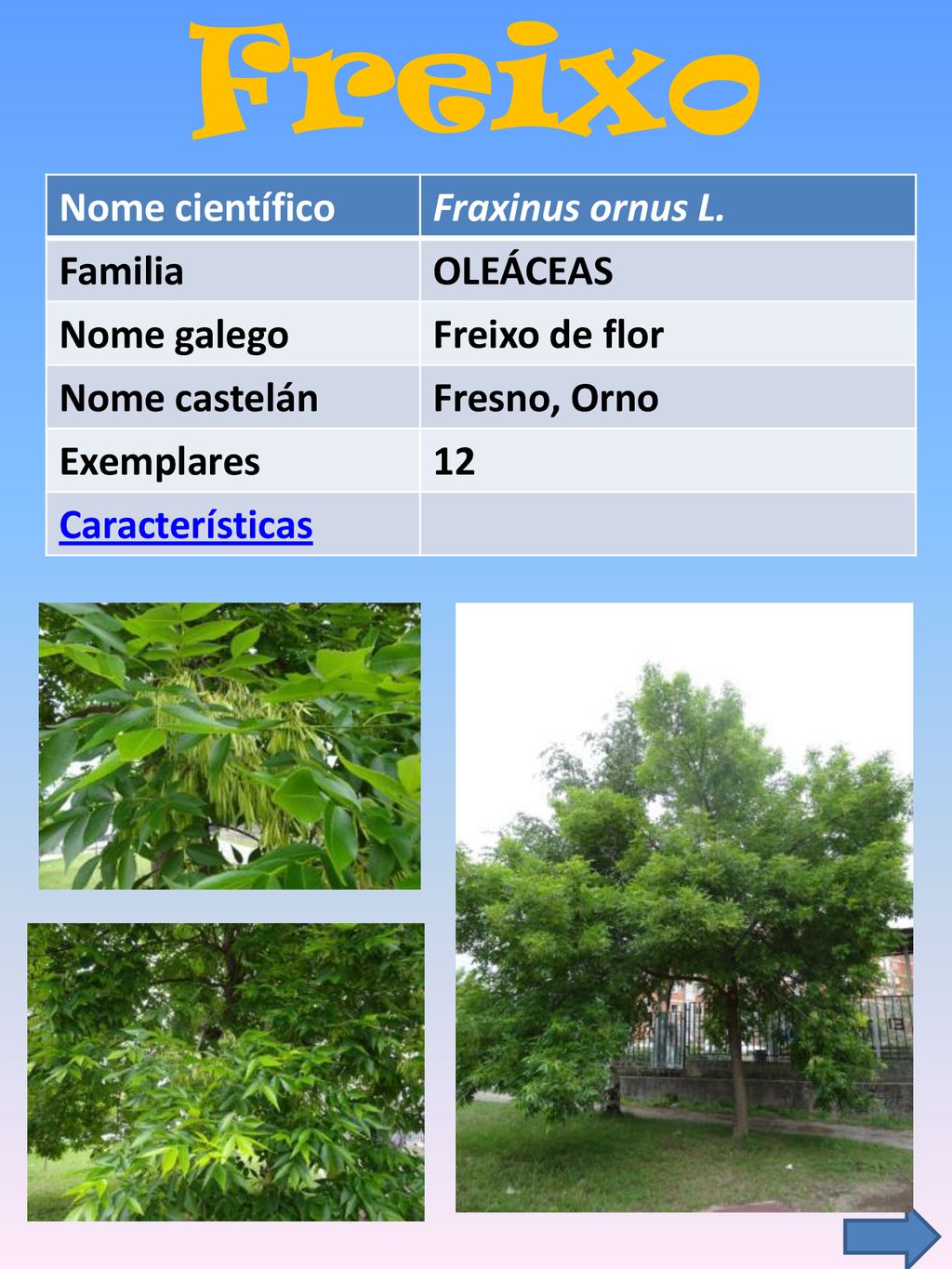 Freixo Nome científico Fraxinus ornus L. Familia OLEÁCEAS Nome galego