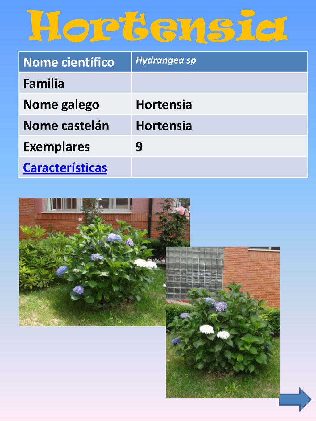 Hortensia Nome científico Familia Nome galego Hortensia Nome castelán