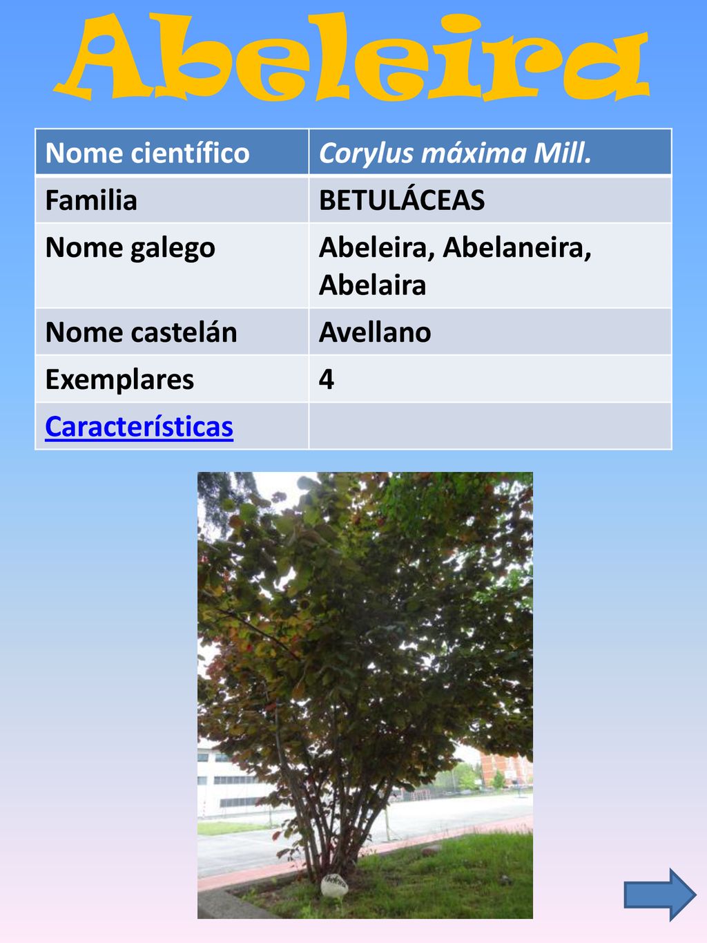 Abeleira Nome científico Corylus máxima Mill. Familia BETULÁCEAS