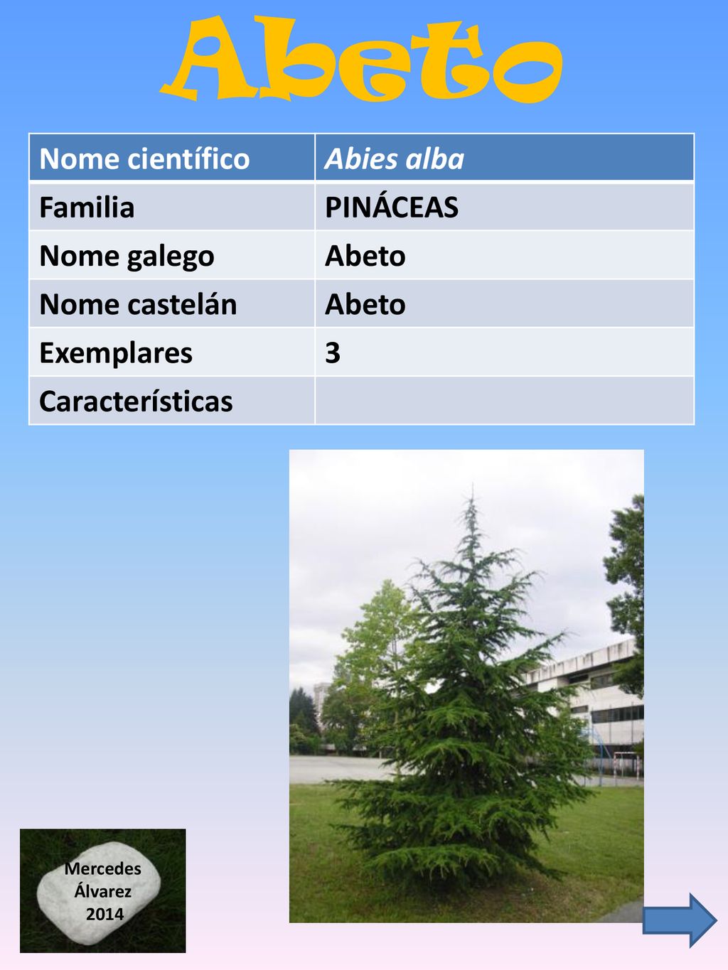 Abeto Nome científico Abies alba Familia PINÁCEAS Nome galego Abeto