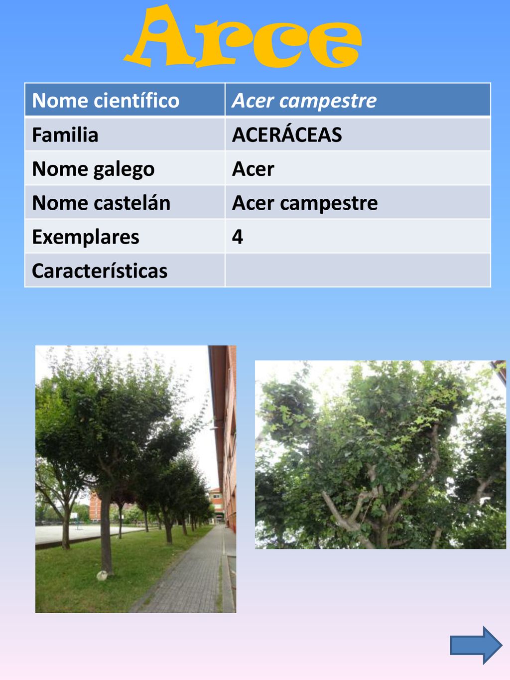 Arce Nome científico Acer campestre Familia ACERÁCEAS Nome galego Acer