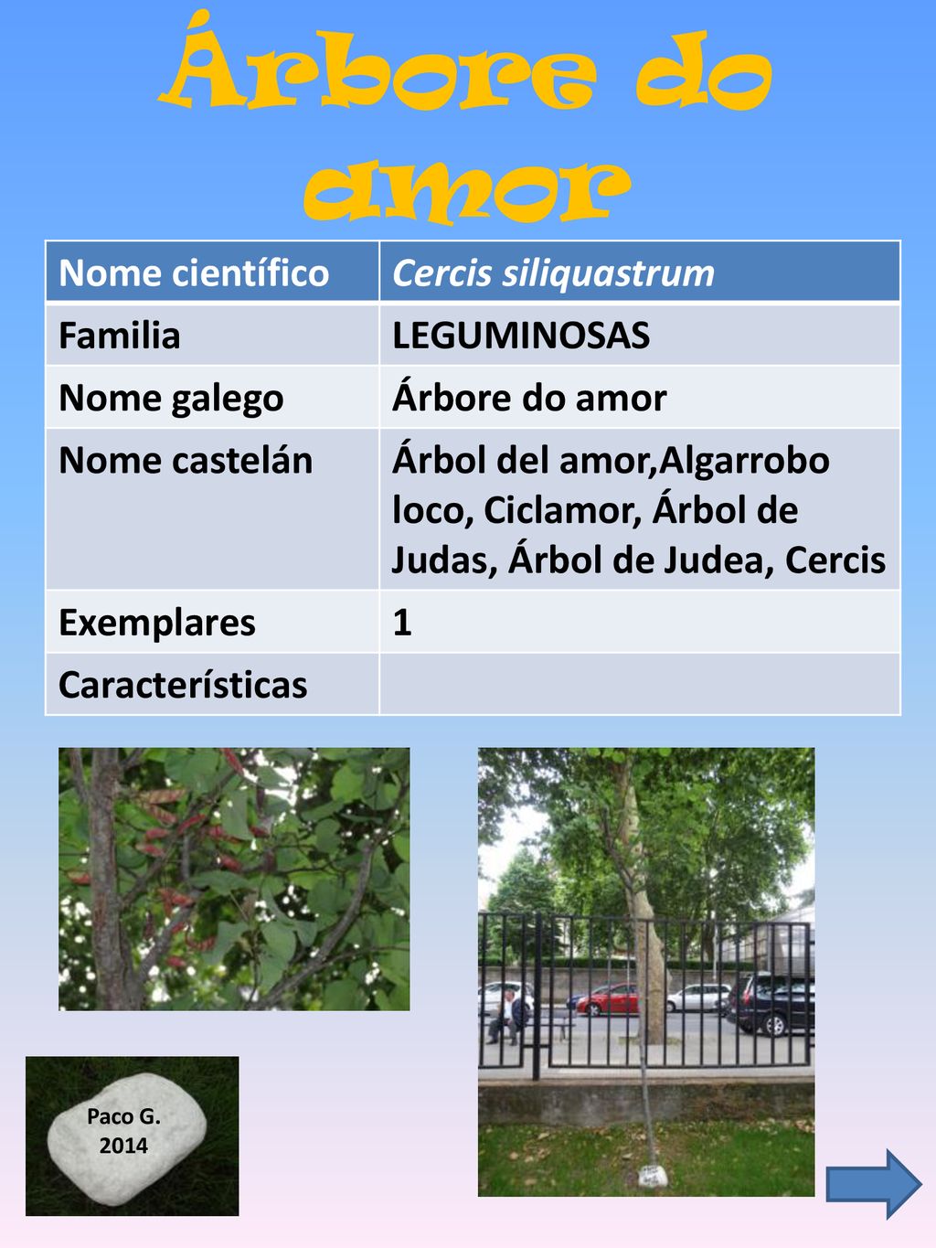 Árbore do amor Nome científico Cercis siliquastrum Familia LEGUMINOSAS