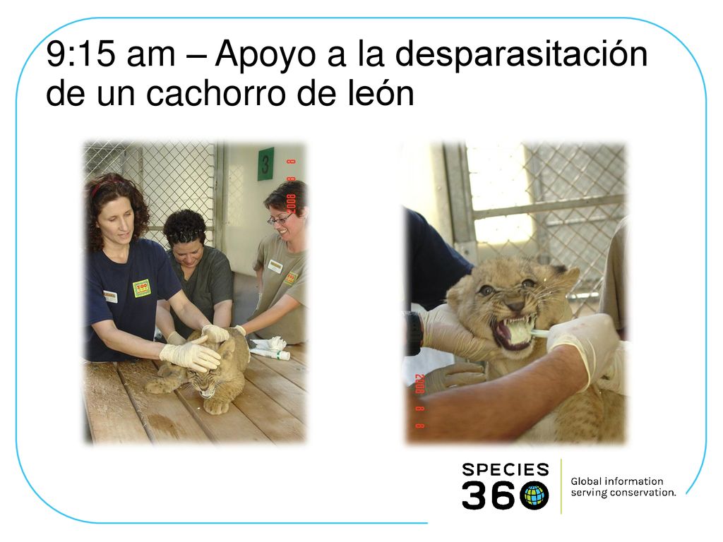 9:15 am – Apoyo a la desparasitación de un cachorro de león