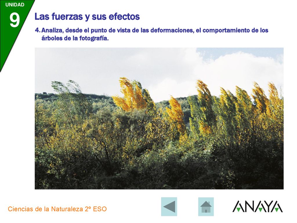 Analiza, desde el punto de vista de las deformaciones, el comportamiento de los árboles de la fotografía.