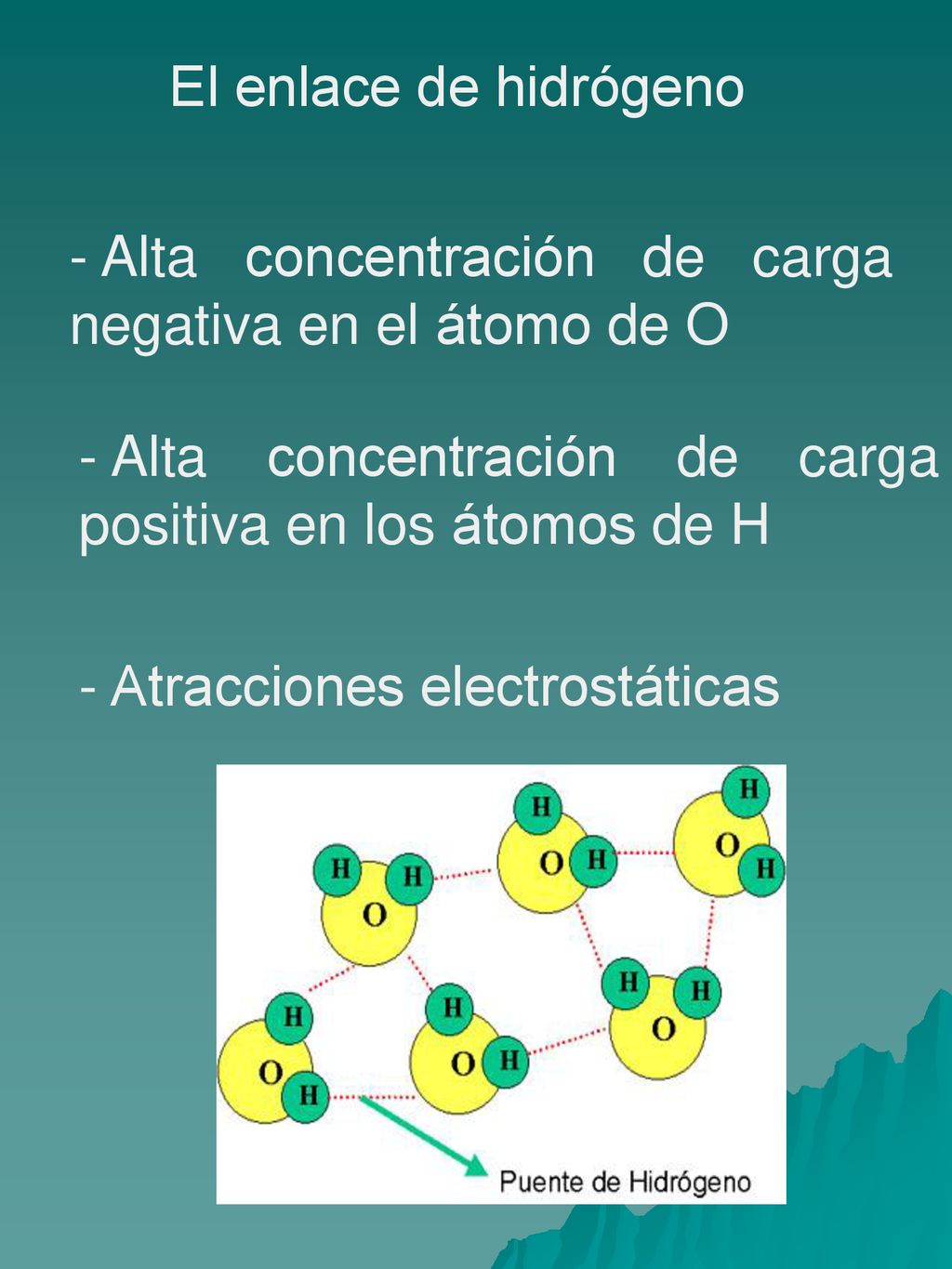 El enlace de hidrógeno Alta concentración de carga negativa en el átomo de O. Alta concentración de carga positiva en los átomos de H.