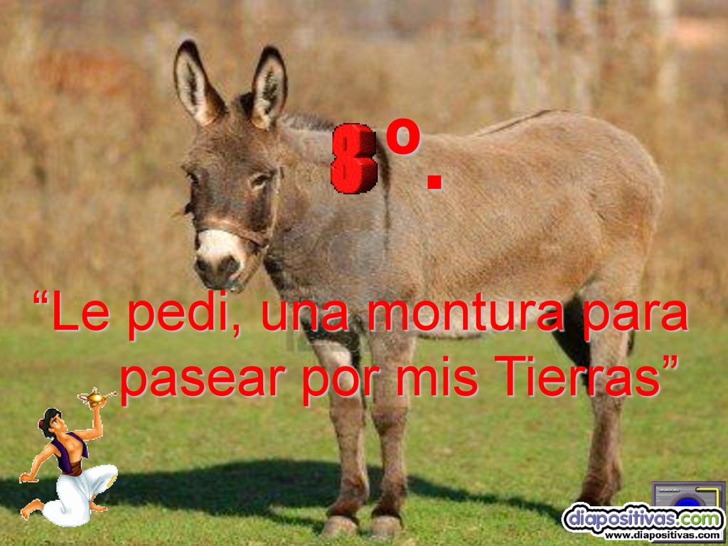 º. Le pedi, una montura para pasear por mis Tierras