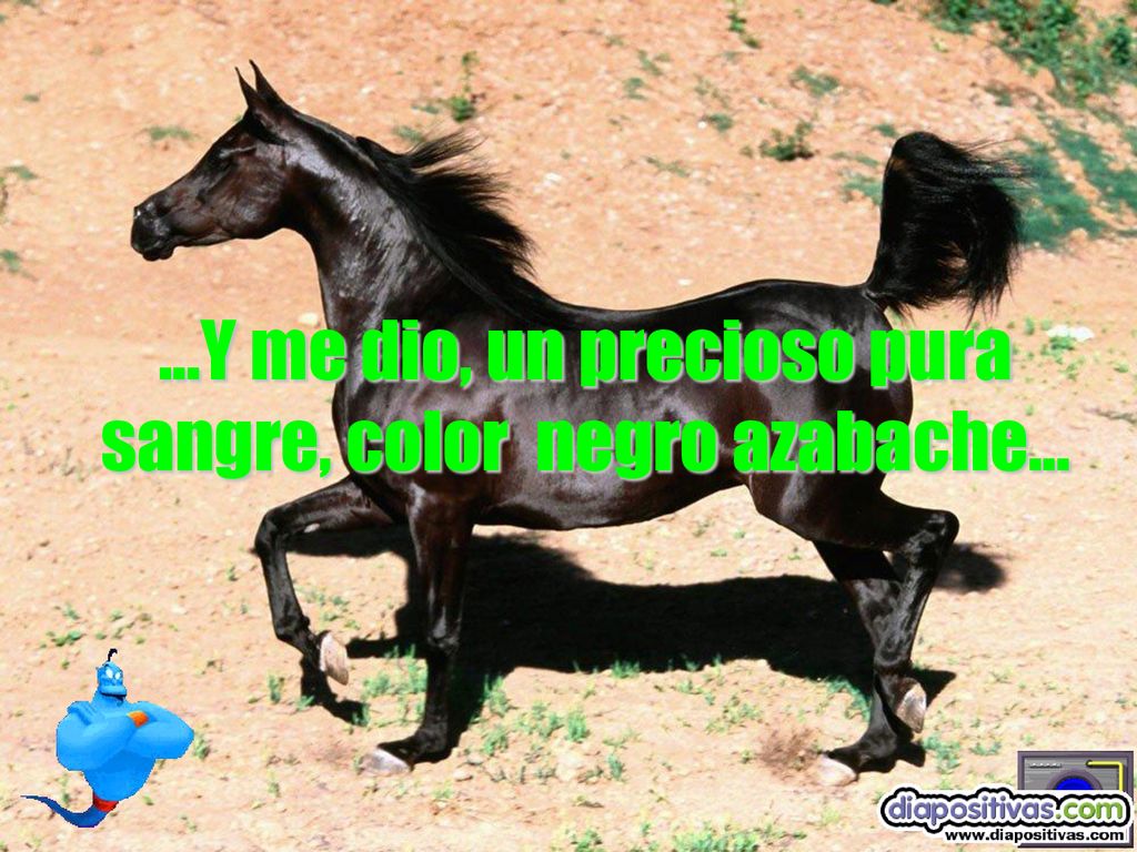 ...Y me dio, un precioso pura sangre, color negro azabache...