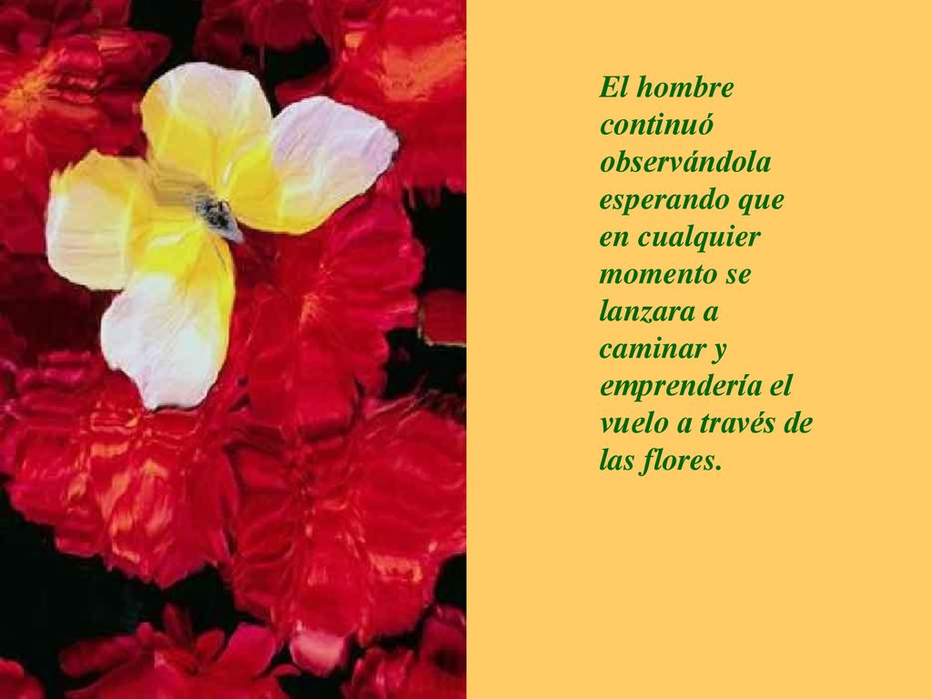 El hombre continuó observándola esperando que en cualquier momento se lanzara a caminar y emprendería el vuelo a través de las flores.
