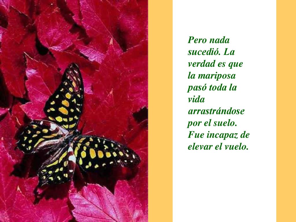 Pero nada sucedió. La verdad es que la mariposa pasó toda la vida arrastrándose por el suelo.