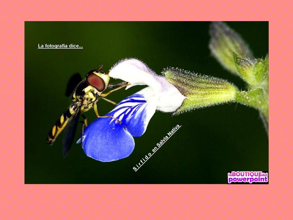 La fotografía dice... S í r f i d o en Salvia Nativa