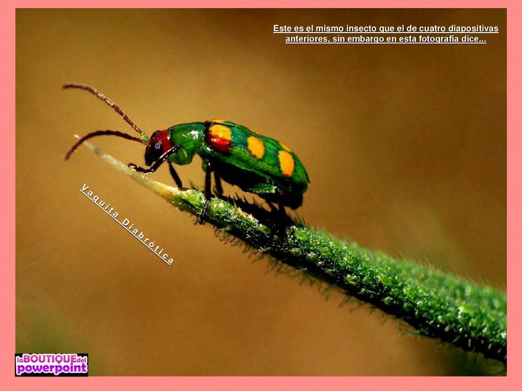 Este es el mismo insecto que el de cuatro diapositivas