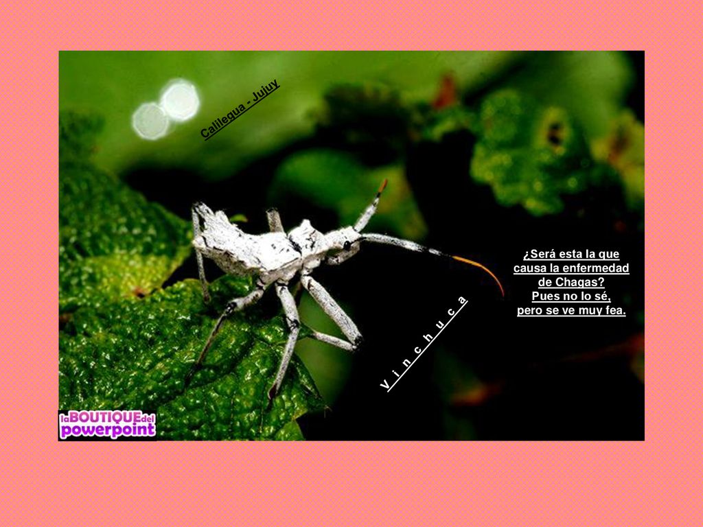 Calilegua - Jujuy ¿Será esta la que. causa la enfermedad. de Chagas Pues no lo sé, pero se ve muy fea.