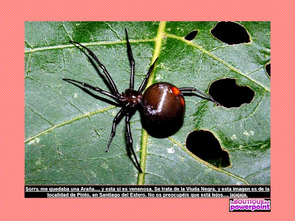 Sorry, me quedaba una Araña. , y esta sí es venenosa