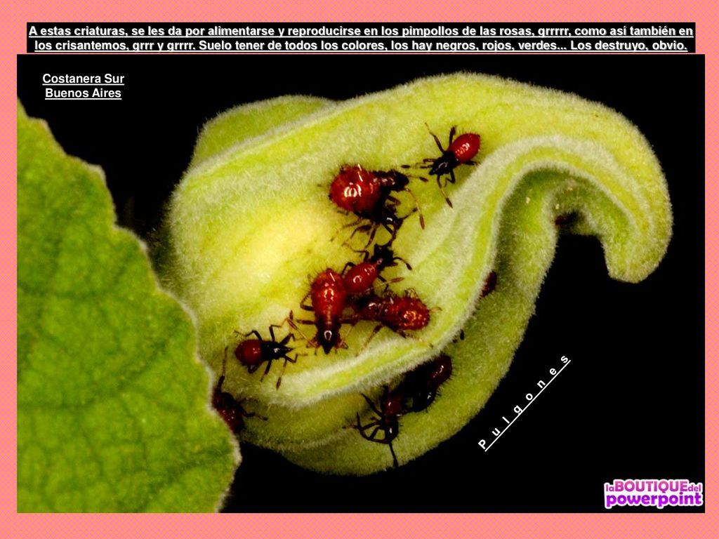 A estas criaturas, se les da por alimentarse y reproducirse en los pimpollos de las rosas, grrrrr, como así también en