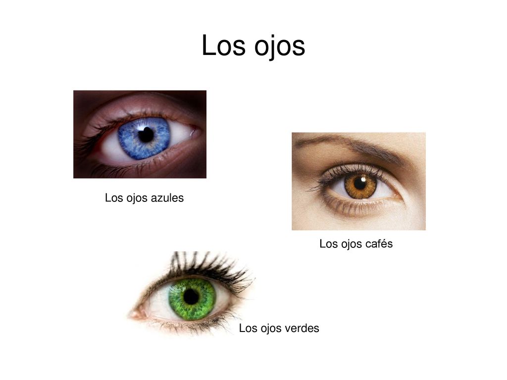 Los ojos Los ojos azules Los ojos cafés Los ojos verdes