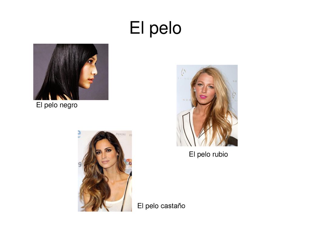 El pelo El pelo negro El pelo rubio El pelo castaño