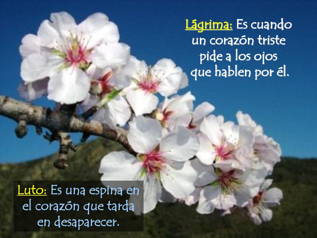 Luto: Es una espina en el corazón que tarda en desaparecer.