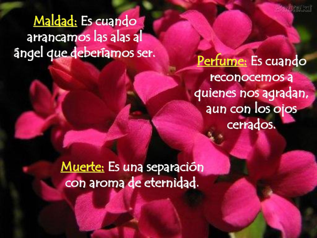 Maldad: Es cuando arrancamos las alas al ángel que deberíamos ser.