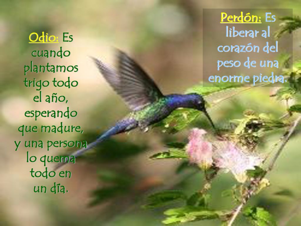Perdón: Es liberar al corazón del peso de una enorme piedra.
