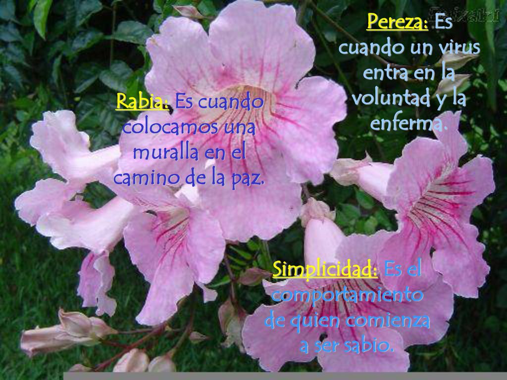 Pereza: Es cuando un virus entra en la voluntad y la enferma.