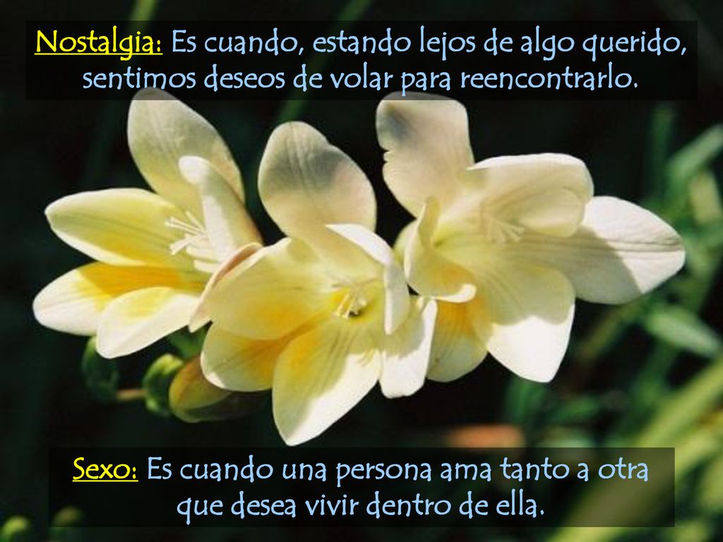 Nostalgia: Es cuando, estando lejos de algo querido, sentimos deseos de volar para reencontrarlo.
