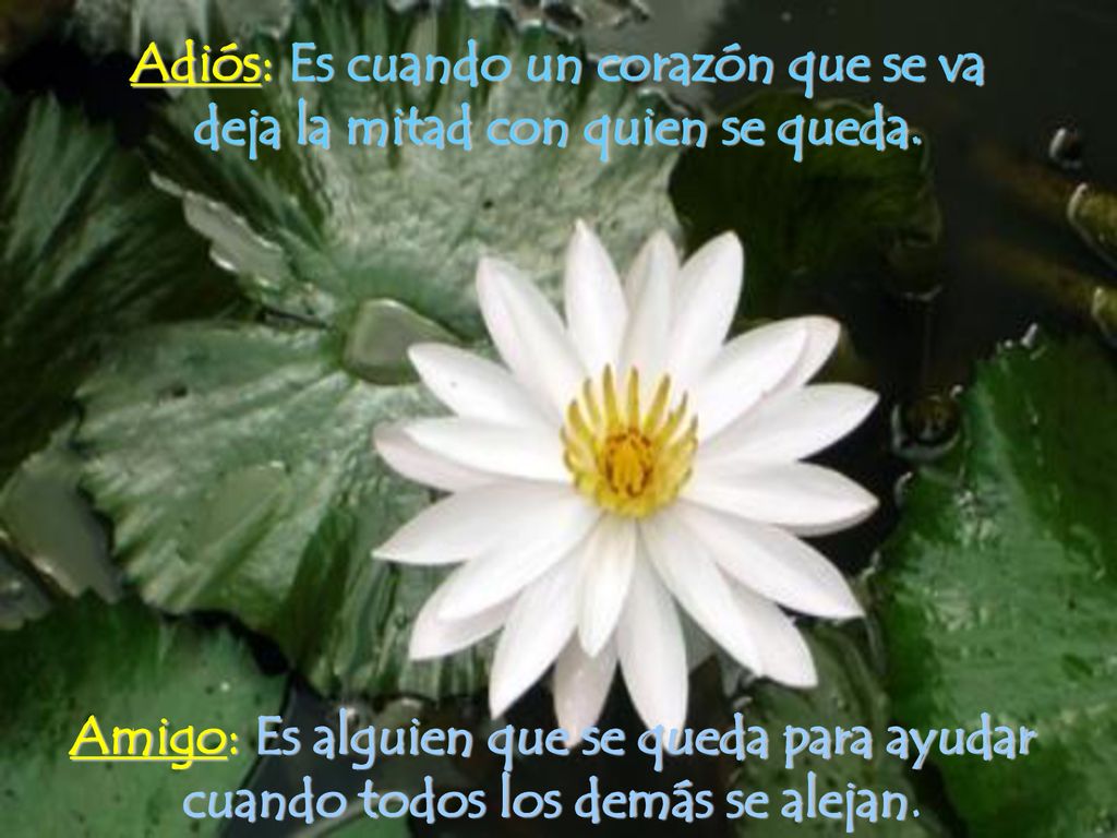 Adiós: Es cuando un corazón que se va