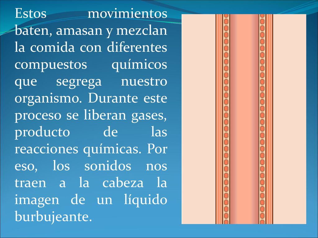 Estos movimientos baten, amasan y mezclan la comida con diferentes compuestos químicos que segrega nuestro organismo.