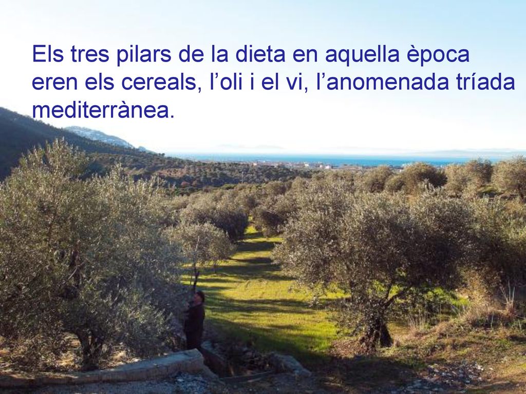 Els tres pilars de la dieta en aquella època eren els cereals, l’oli i el vi, l’anomenada tríada mediterrànea.
