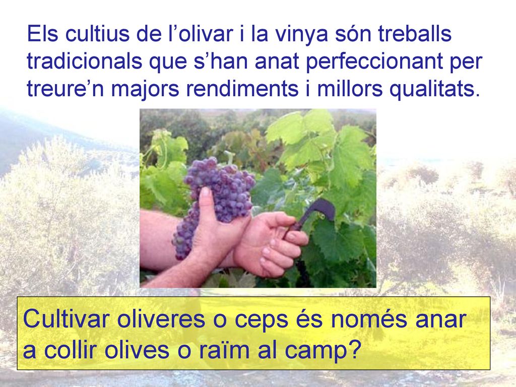 Cultivar oliveres o ceps és només anar a collir olives o raïm al camp