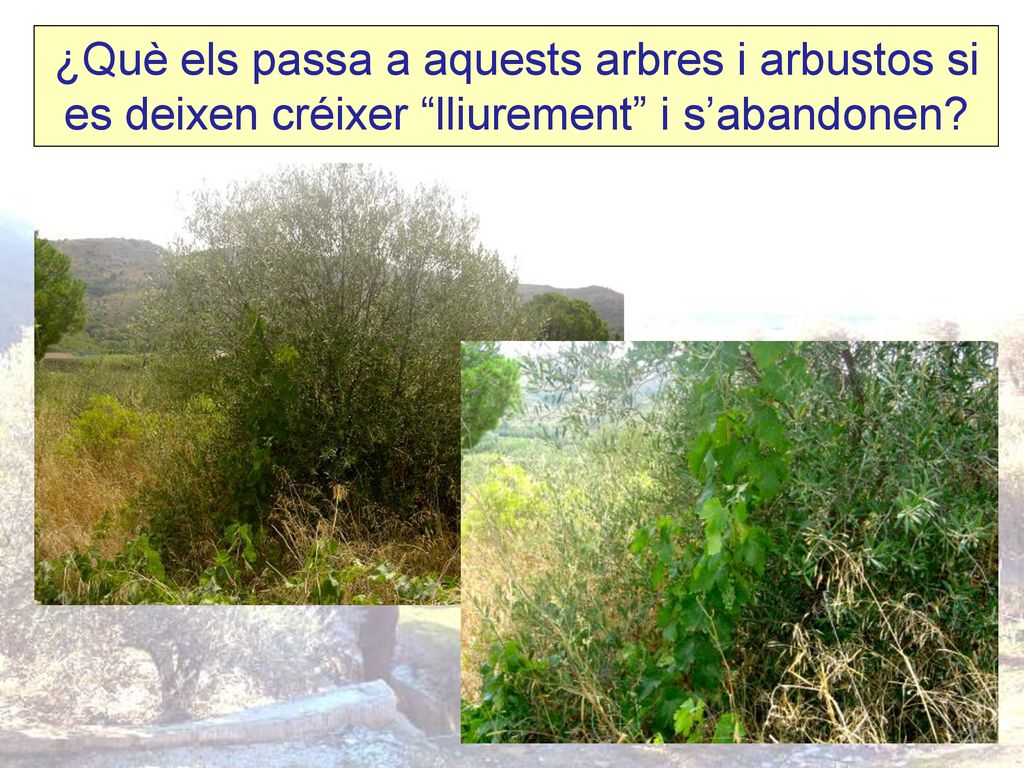 ¿Què els passa a aquests arbres i arbustos si es deixen créixer lliurement i s’abandonen