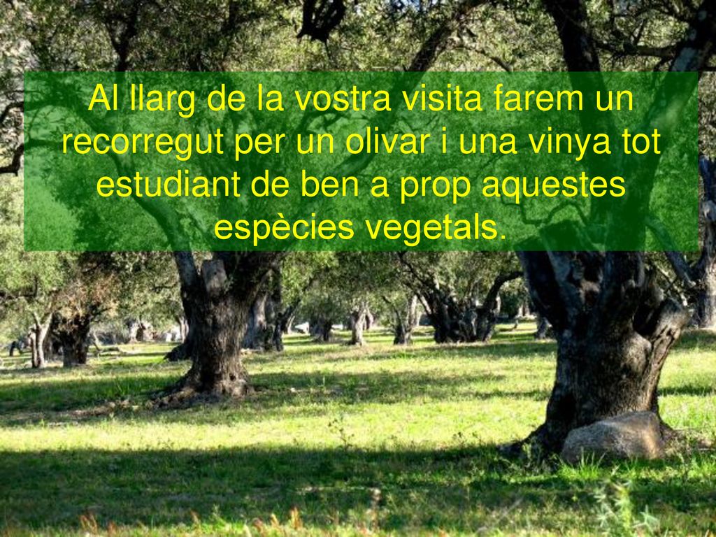 Al llarg de la vostra visita farem un recorregut per un olivar i una vinya tot estudiant de ben a prop aquestes espècies vegetals.