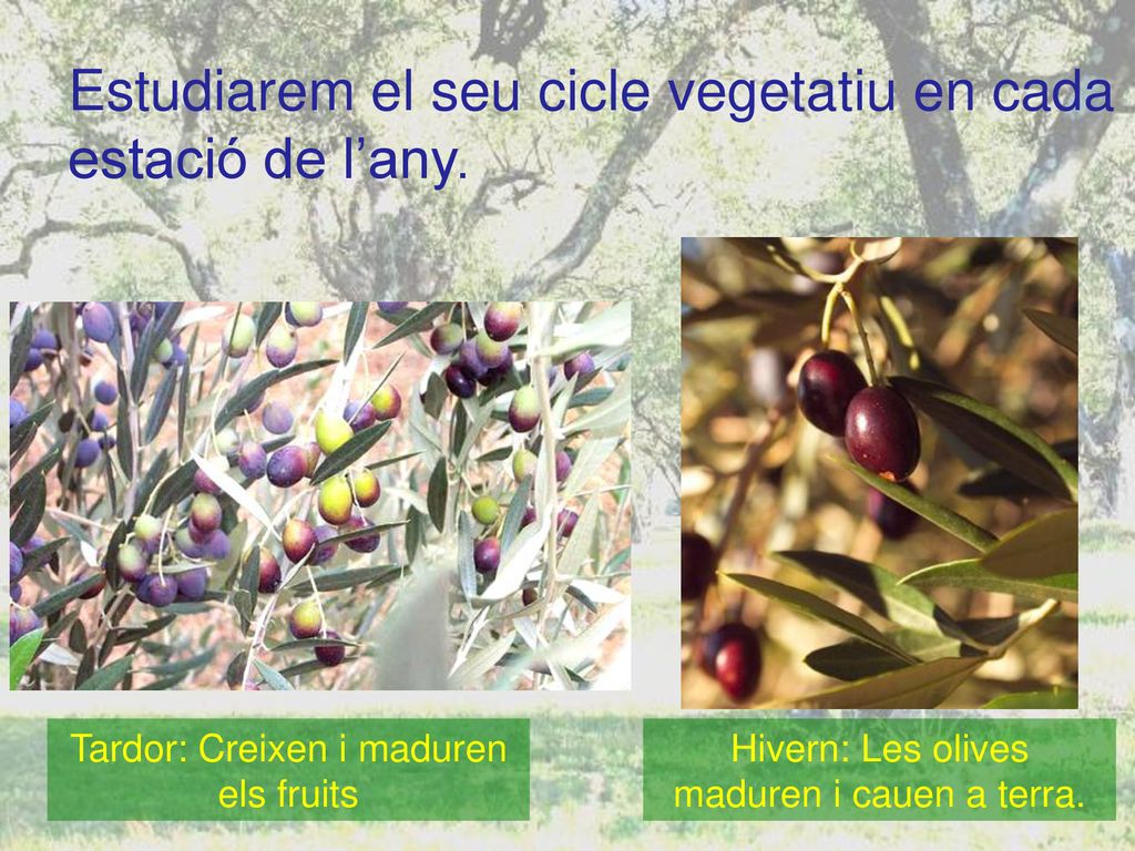 Estudiarem el seu cicle vegetatiu en cada estació de l’any.
