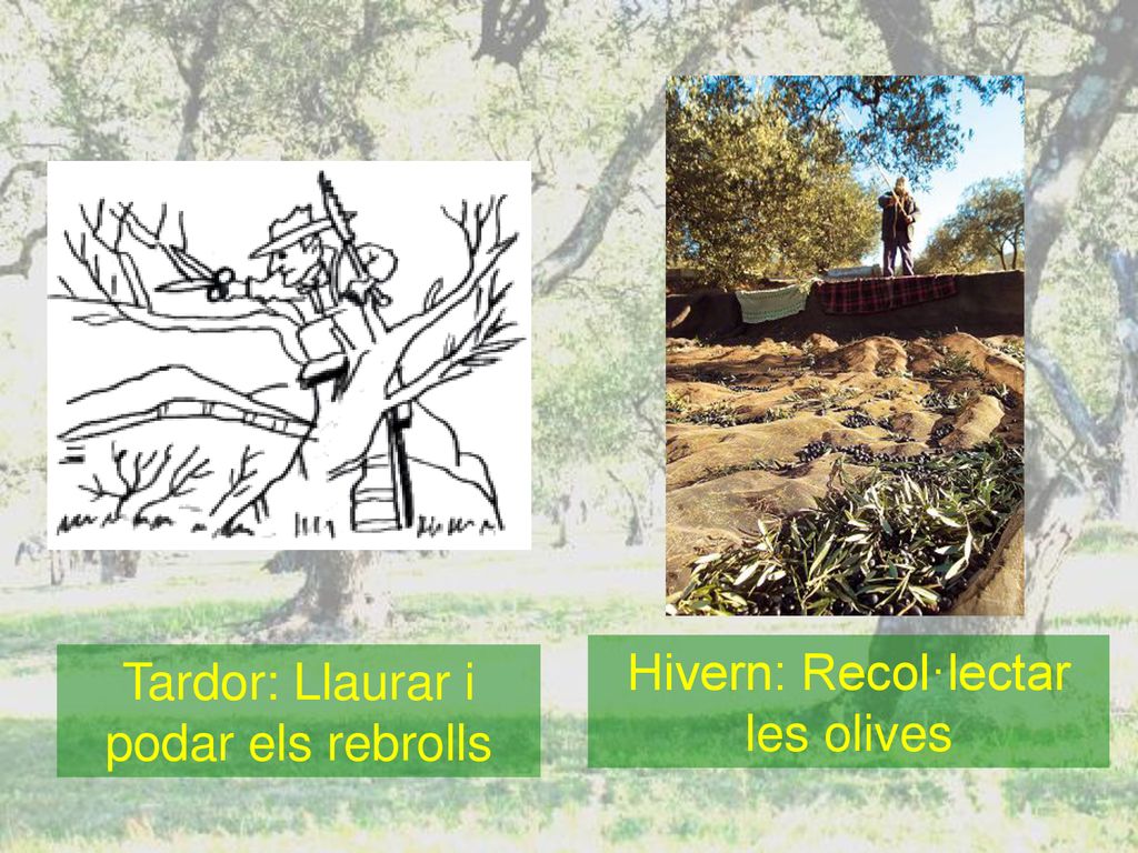 Hivern: Recol·lectar les olives Tardor: Llaurar i podar els rebrolls